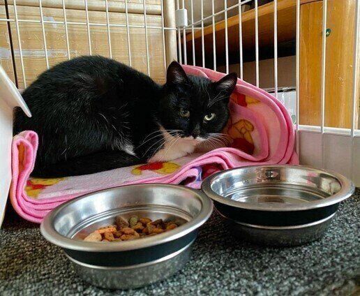 ケージで休むちゃぷちゃん