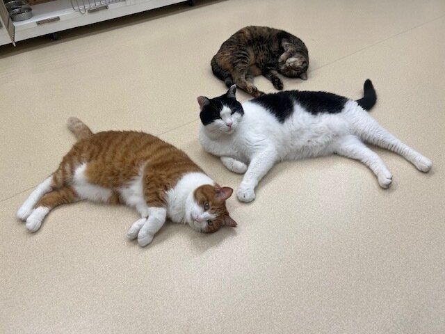 写真提供／いしかわ動物愛護センター