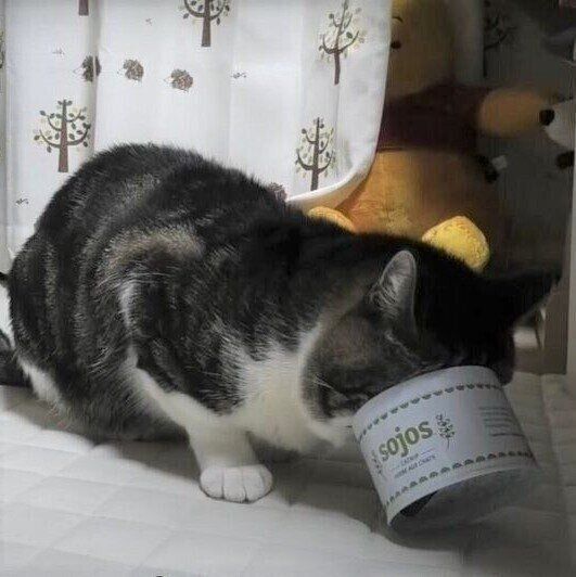 リキちゃん　ねこ