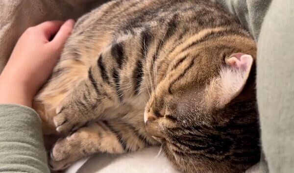 飼い主さんの手を退けたもなちゃん