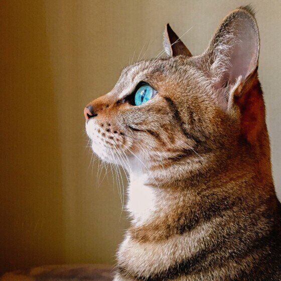 キジトラのモカマタリNo.9ちゃん