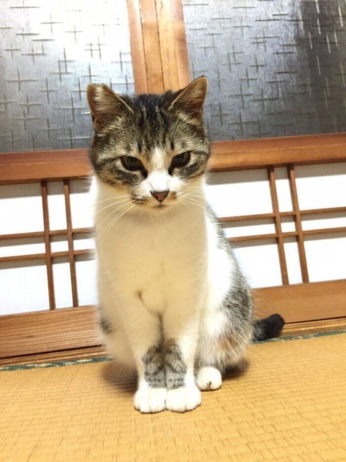 先住猫・とろちゃん。両前足をぴったりそろえて座る姿がキュート