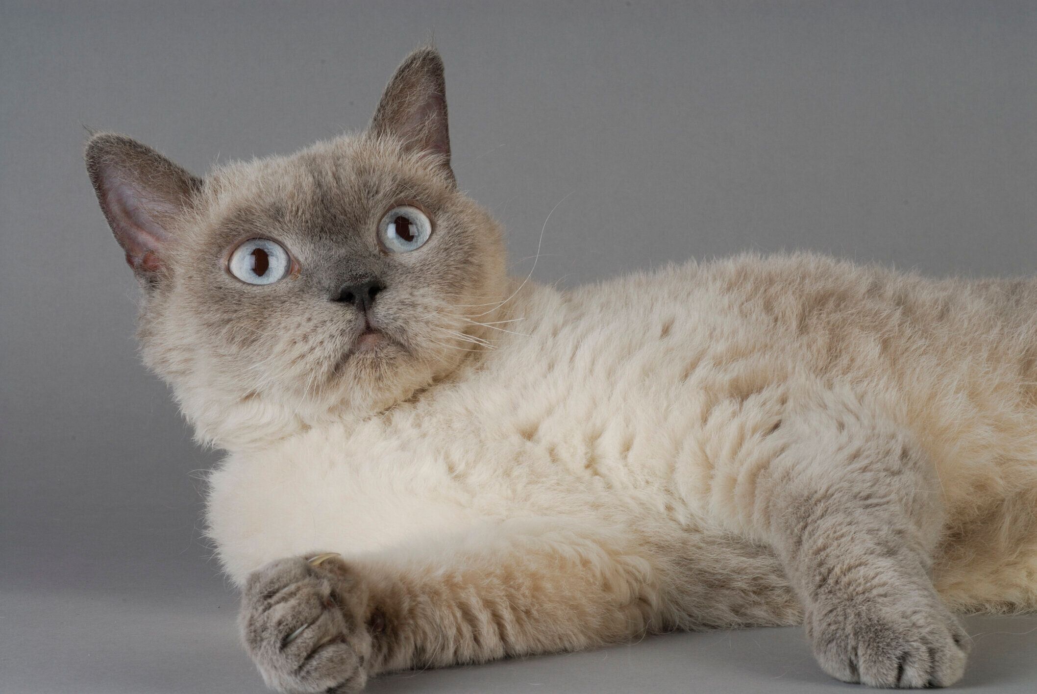 セルカーク・レックス