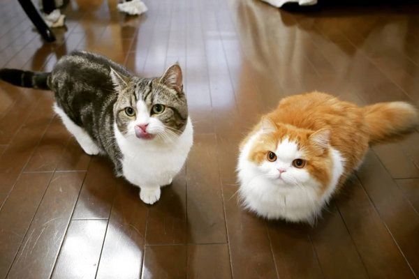 ごはんを食べ終えたマンチカンとミヌエット