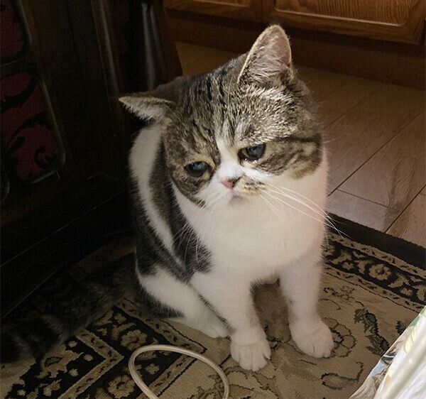 困り顔が可愛いこねまるちゃん