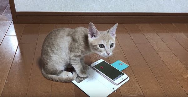 スマホで遊ぶ子猫