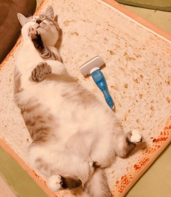 ブラッシング後の猫
