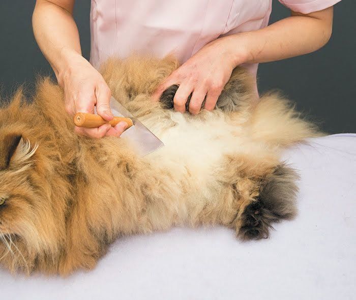 お腹をとかされる猫