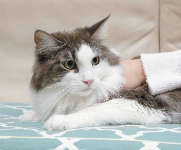 マッサージで猫と飼い主さんがお互いに癒しあえるヒミツ