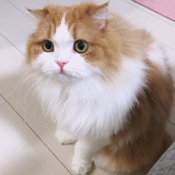 スコティッシュフォールドのさくらちゃん♪