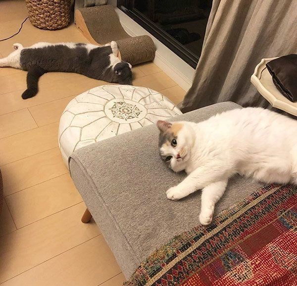 ブリティッシュショートヘアとスコティッシュフォールド