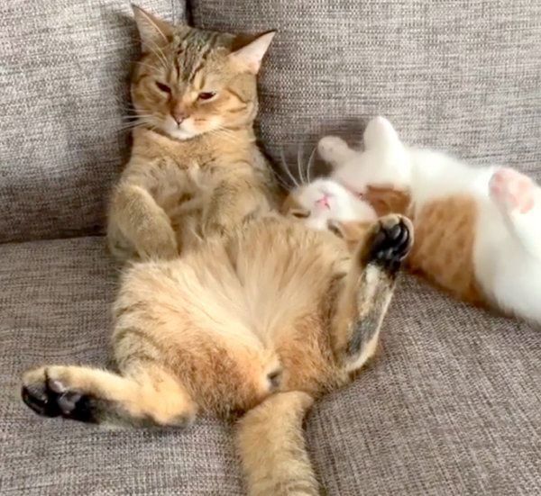 まったりする茶太くんと茶葉ちゃん