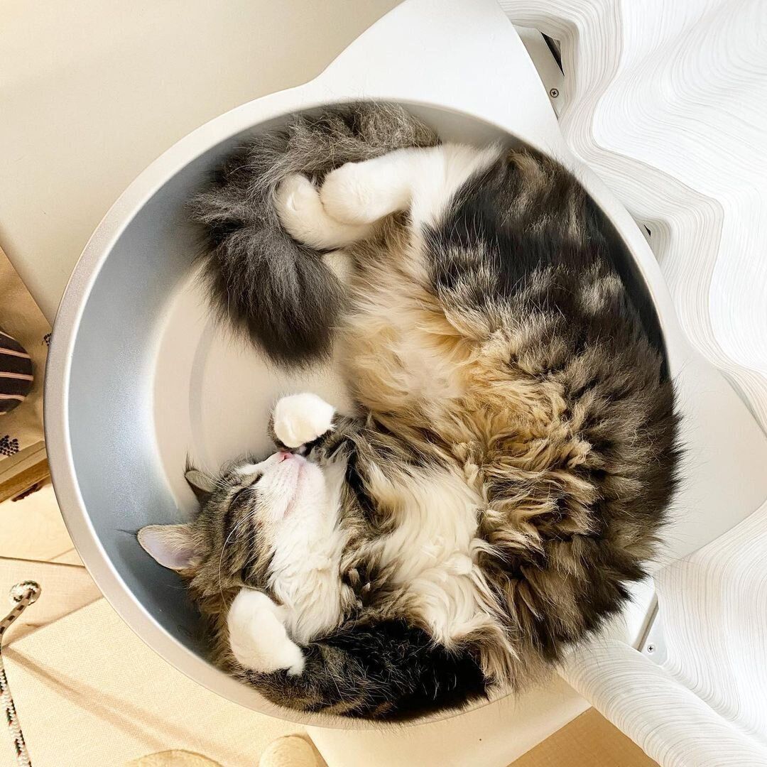 ノルウェージャンフォレストキャットのノルちゃん