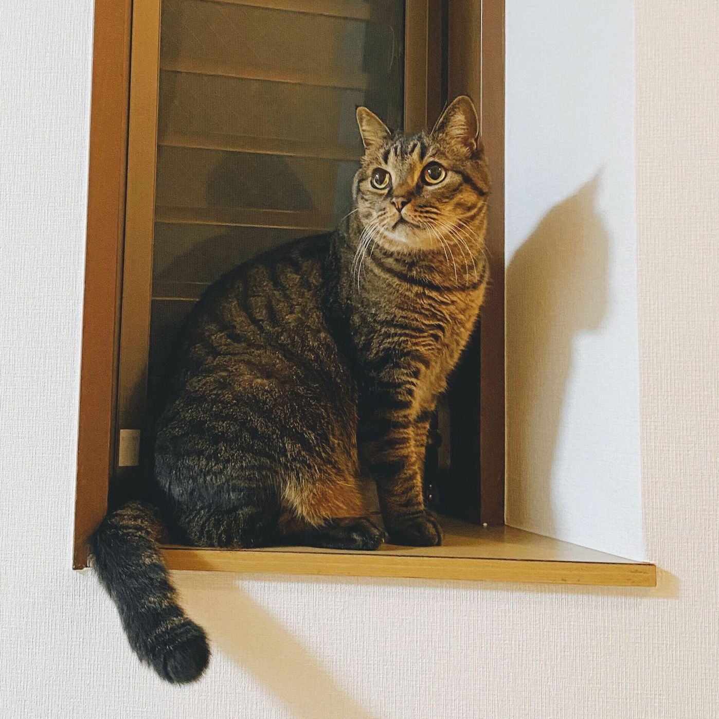 増えるお気に入りの居場所と 変わらないのお気に入り しまねこぐぐ Vol 85 ねこのきもちweb Magazine 増えるお気に入りの居場所と 変わらないのお気に入り しまねこぐぐ Vol 85 ねこのきもちweb Magazine