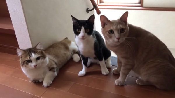 名前を呼ばれると必ずやってくる猫