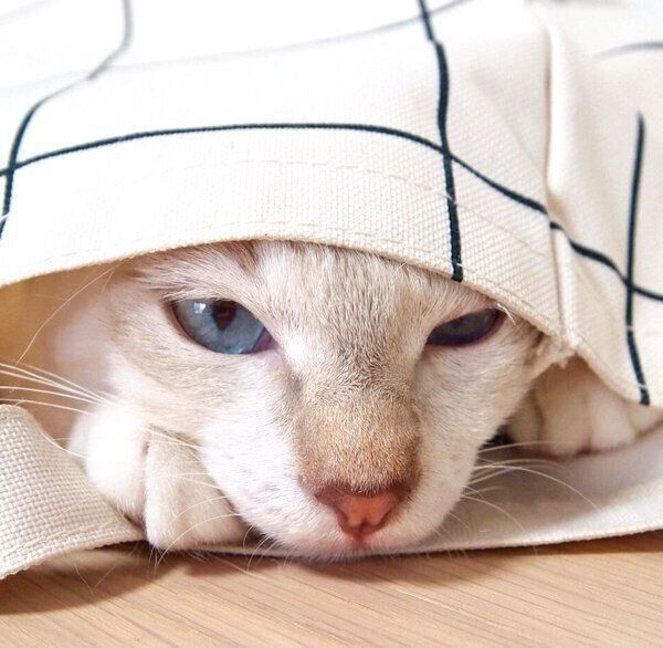 バッグの中に入るぼのくん