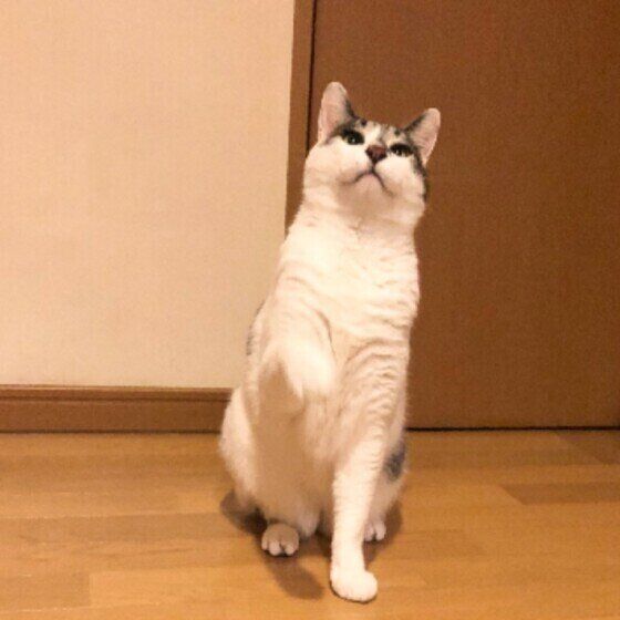 おねだりするラブくん（MIX）