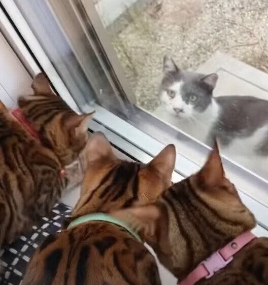 野良猫に興味津々のニャンズ