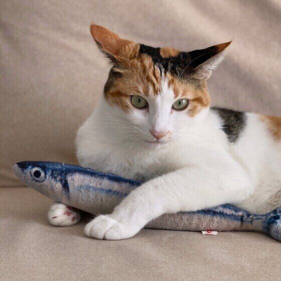 おもちゃを抱える三毛猫