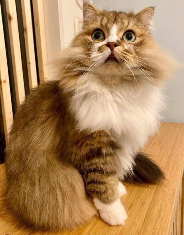 もふもふの体毛になったみぬ次郎くん