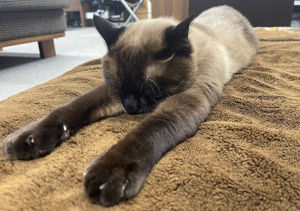 床に寝ている猫