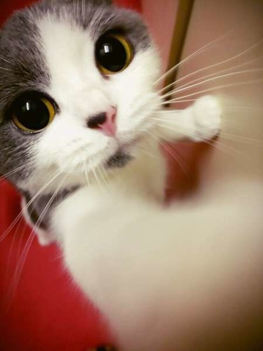 混合ワクチン みらいペットクリニック さいたま市 岩槻区 動物病院