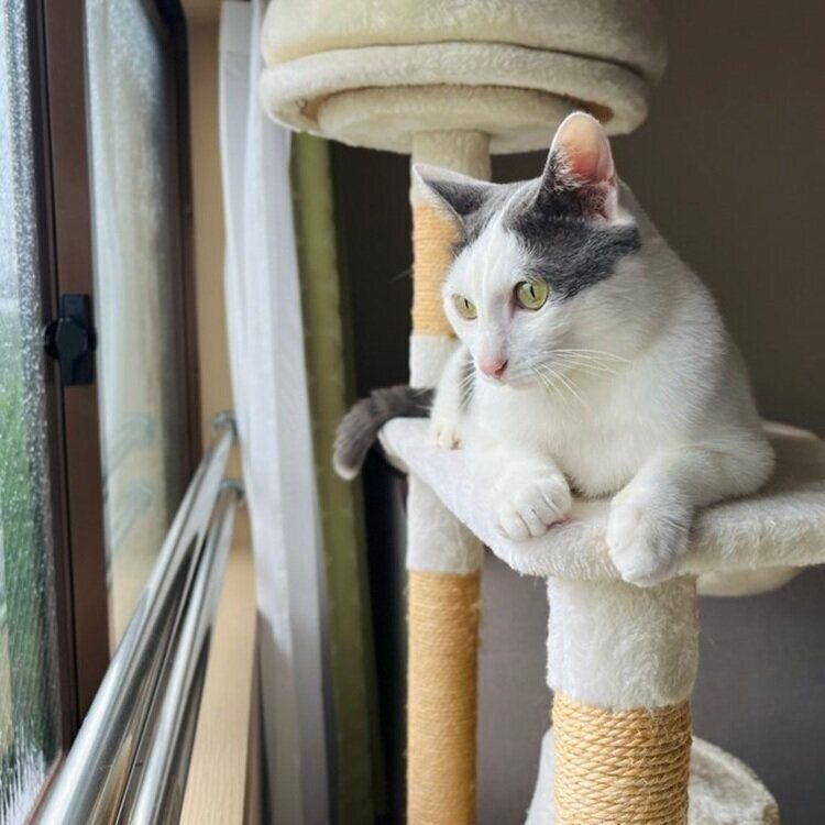 窓の外を眺めるトルテくん