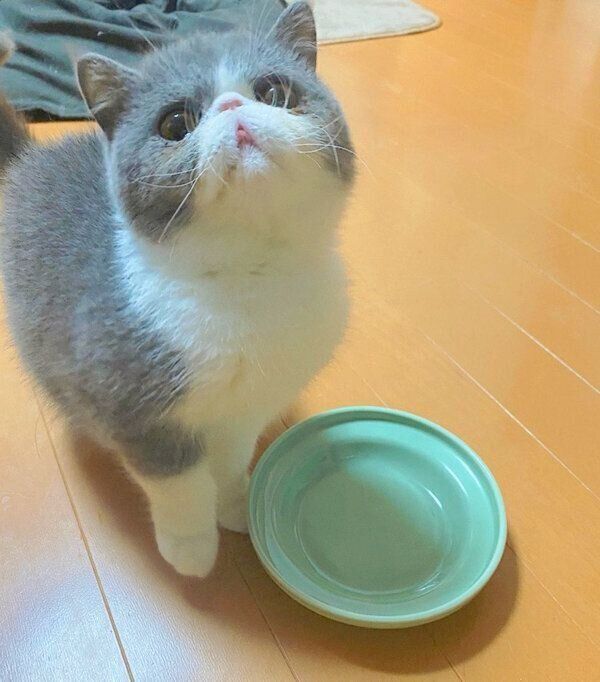 ごはん前の小雪ちゃん