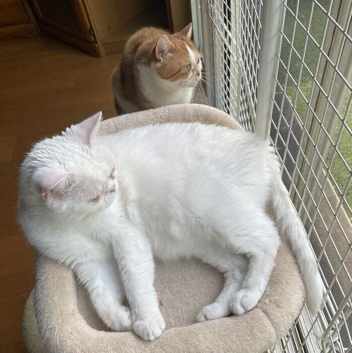 窓の外を見る猫2匹