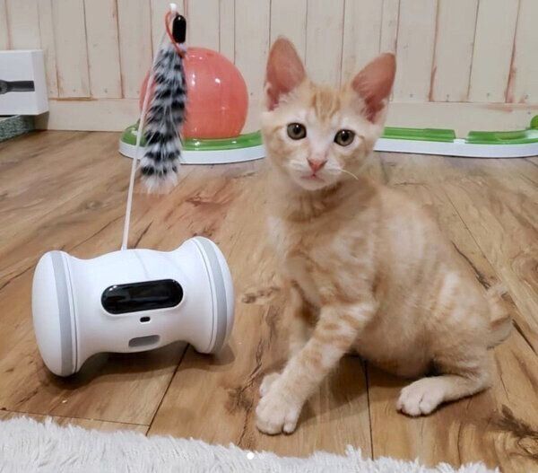 見つめるトロくん