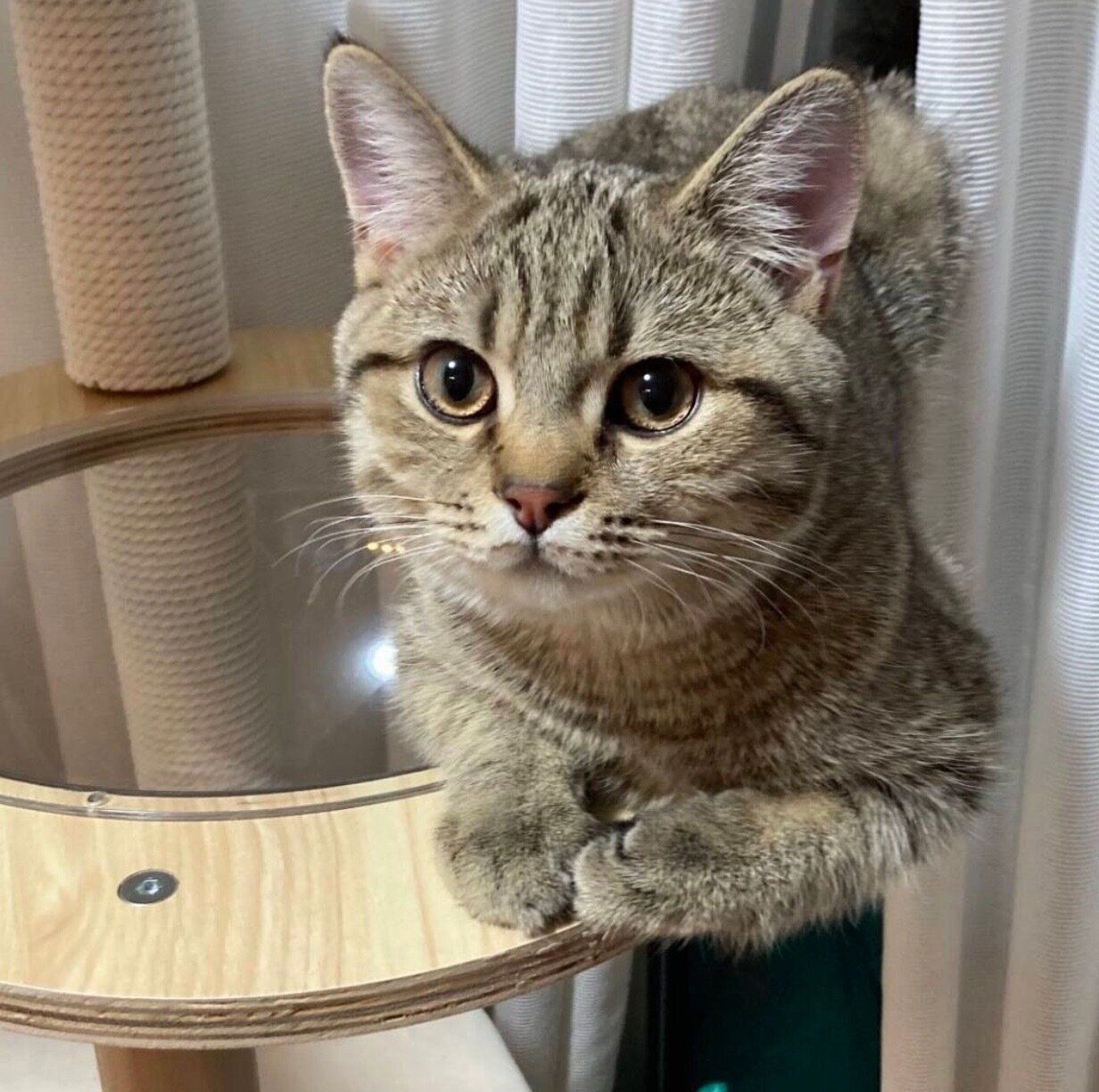 くつろぐはちみつくん