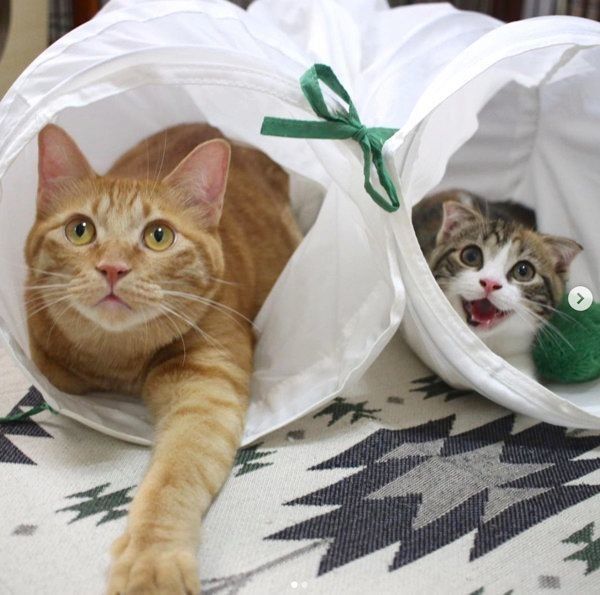 トンネルに入る茶トラとマンチカン