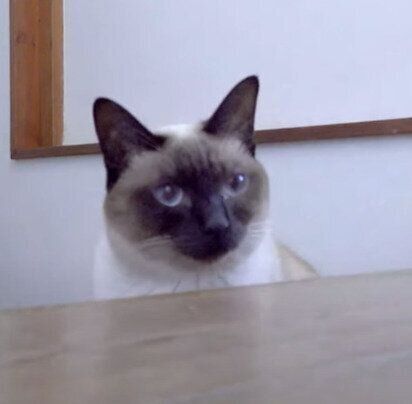 アピールするわらびちゃん