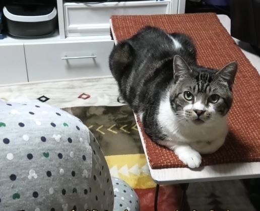 ねこ　リキちゃん