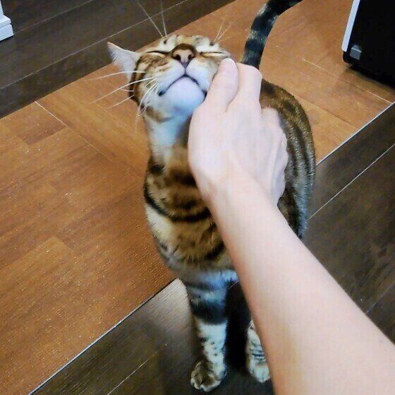 甘えるベンガル