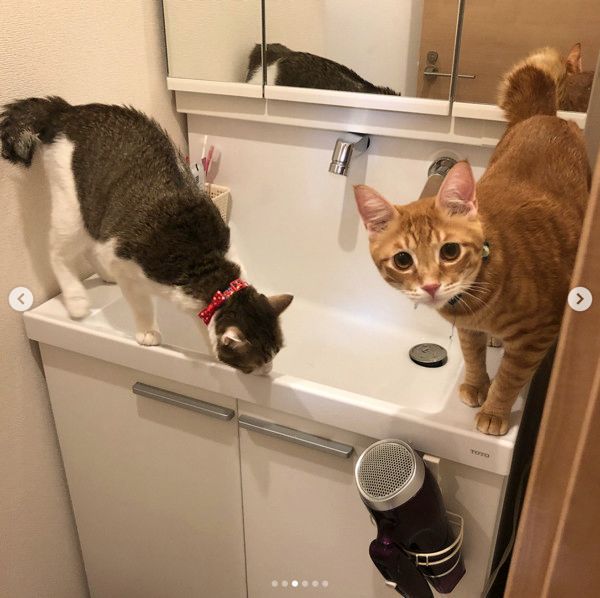 洗面所を占領する猫