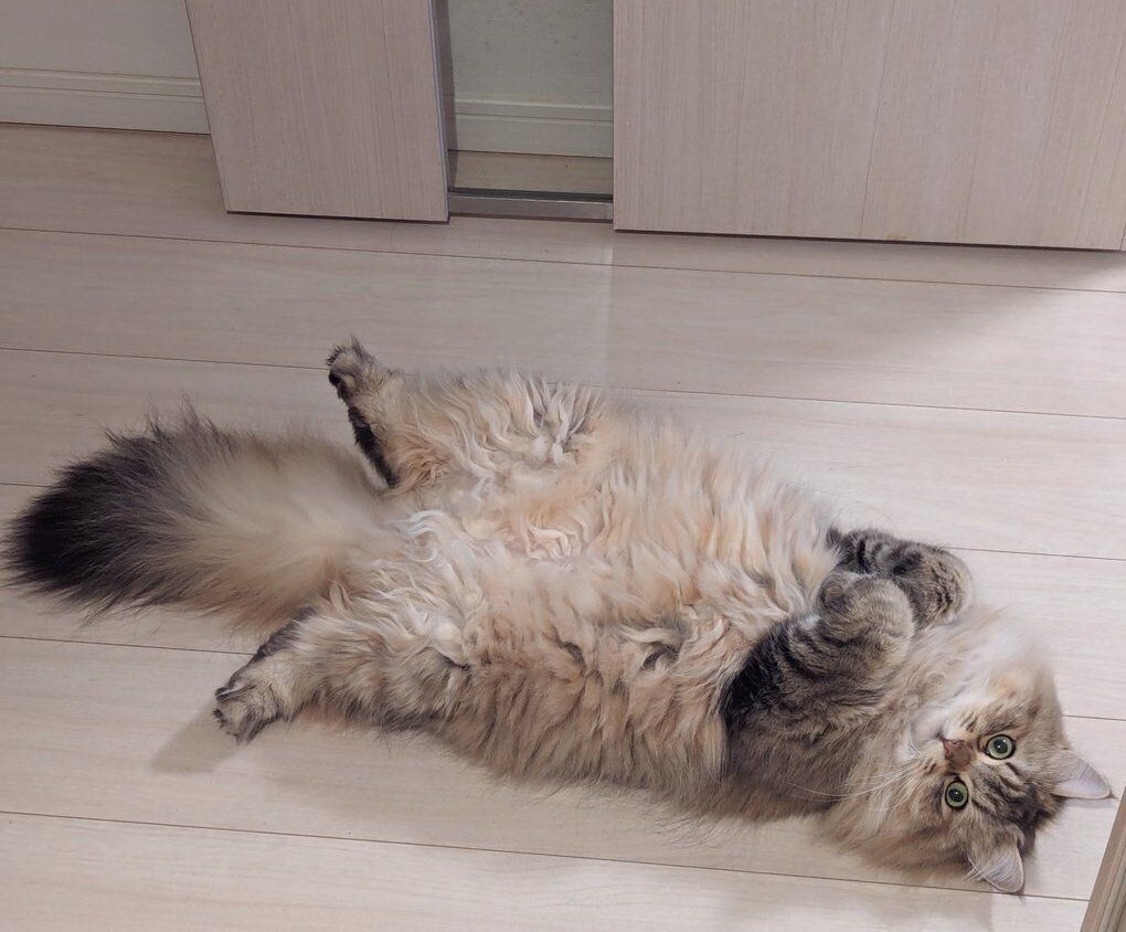 ヘソ天するちまきちゃん