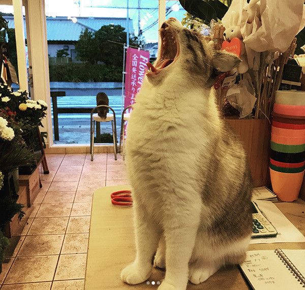 あくびをするフックちゃん