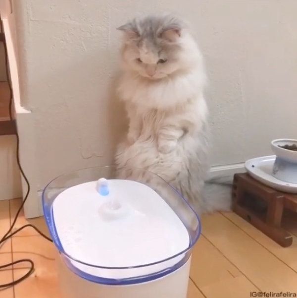 給水器を見つめるるうちゃん