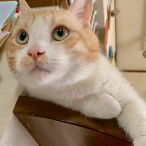 まんまるお目めのマンチカン