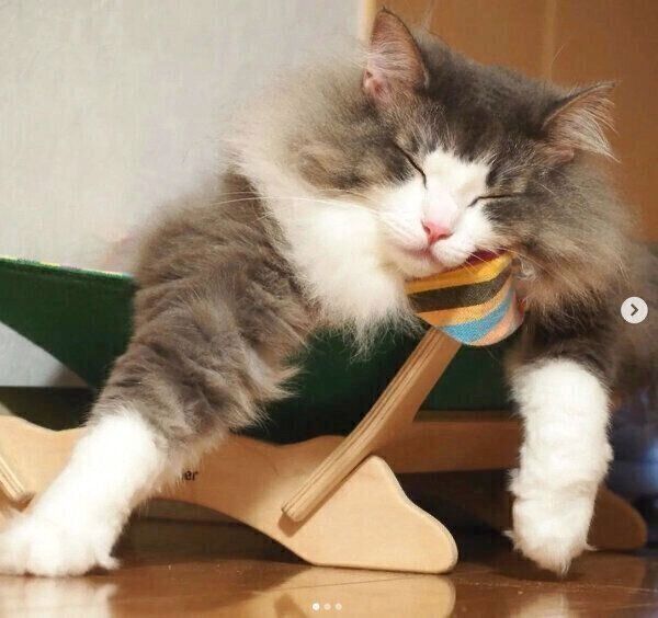 虎蒼くん