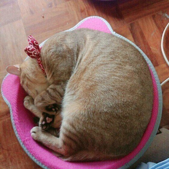 ニャイトちゃんのアンモニャイト