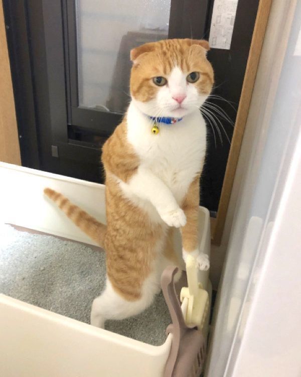 トイレ中の姿が変なスコティッシュフォールド