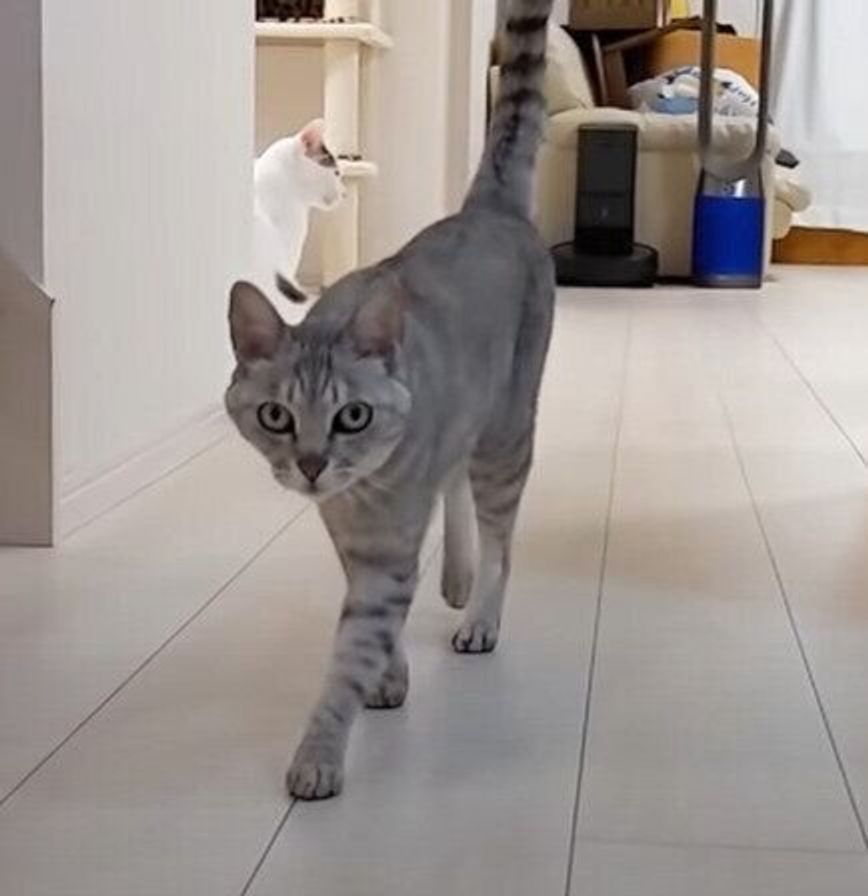 突然訪れたデレデレモード しっぽをぷるぷるしながら足踏みするニャンコ ねこのきもちweb Magazine 突然訪れたデレデレモード しっぽをぷるぷるしながら足踏みするニャンコ ねこのきもちweb Magazine