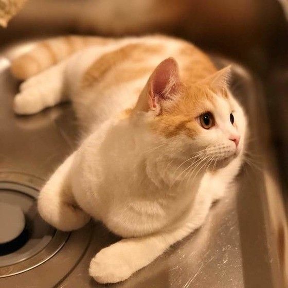 くつろぐスコティッシュフォールド