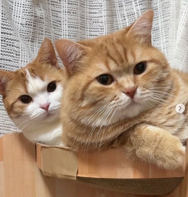 まったりするミルくん、まるくん