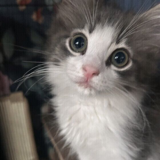 ノルウェージアンフォレストキャットのとむくん