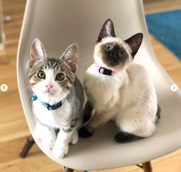 元保護猫・ルルちゃんと音ちゃん