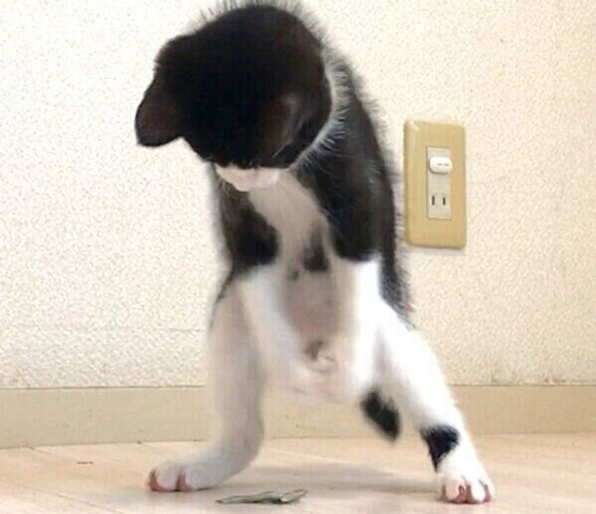 煮干しになぜか荒ぶり大暴走する子猫 笑 飼い主が教えてくれた想像だにしない過去とは ねこのきもちweb Magazine 煮干しになぜか荒ぶり大暴走する子猫 笑 飼い主が教えてくれた想像だにしない過去とは ねこのきもちweb Magazine