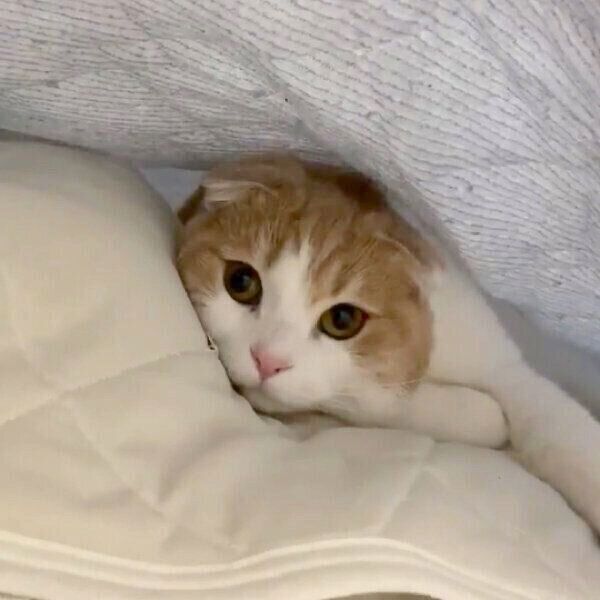 敷きパッドの下に隠れるとろくん